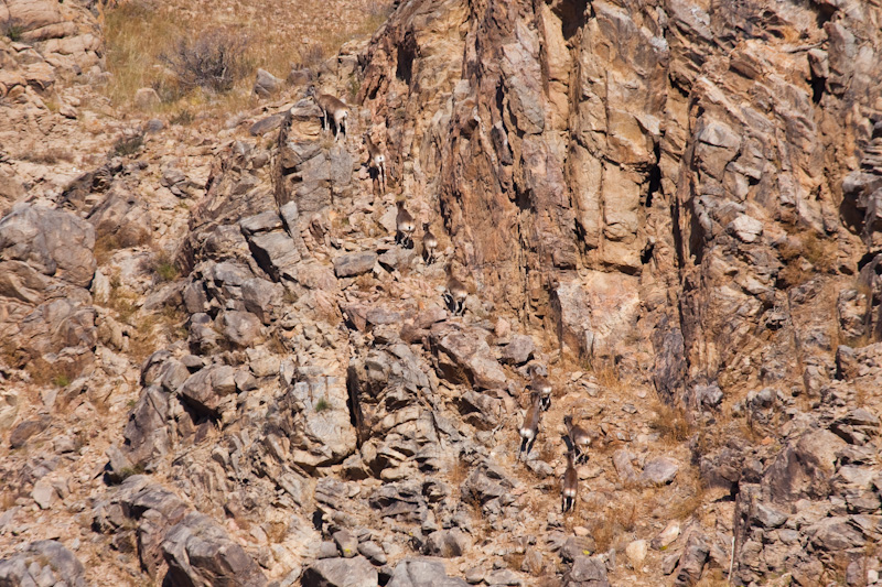 Argali Herd